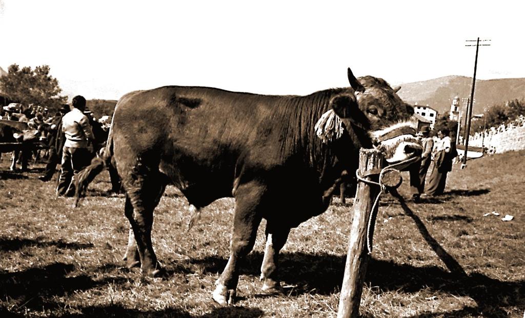 Mostra Agricola-Il Toro Chiamato:Il Kaiser · Historify