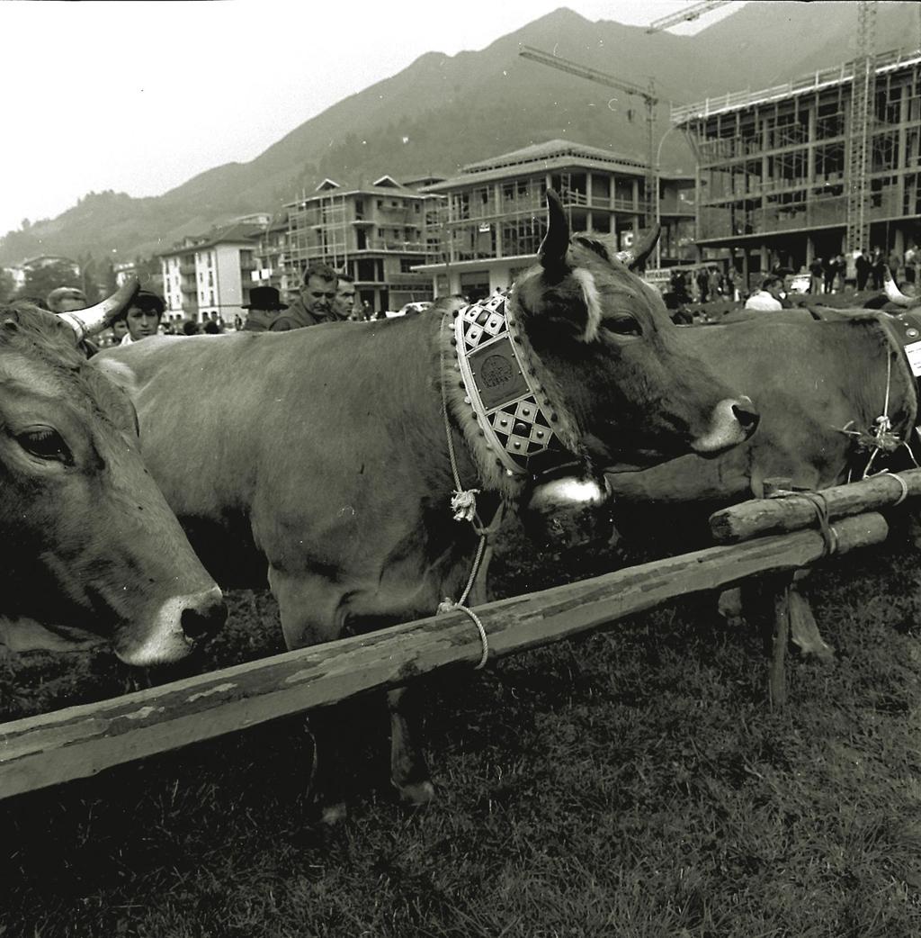 Mucca Di Razza Bruno Alpina Premiata · Historify