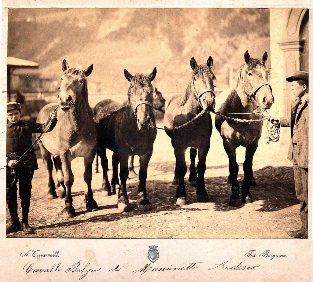 Cavalli Di Razza Belga 1920 · Historify