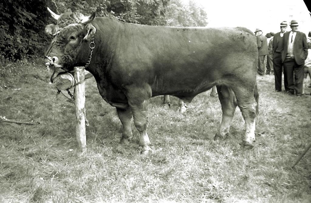 Esemplare Di Toro In Esposizione · Historify