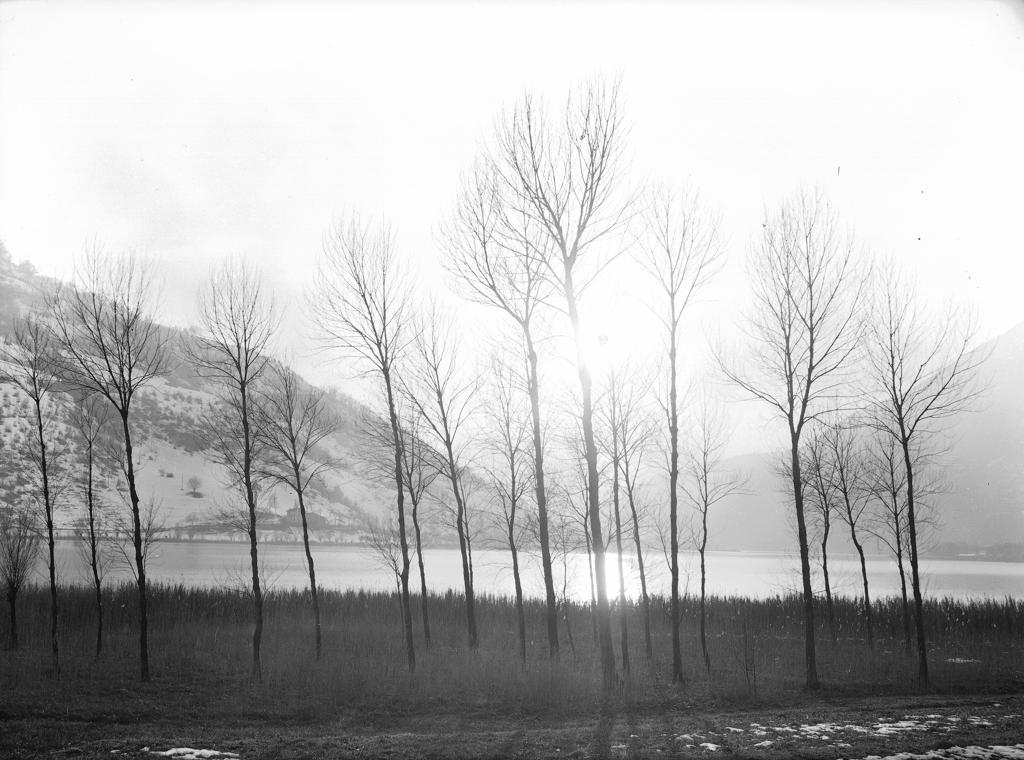 Alberi · Historify