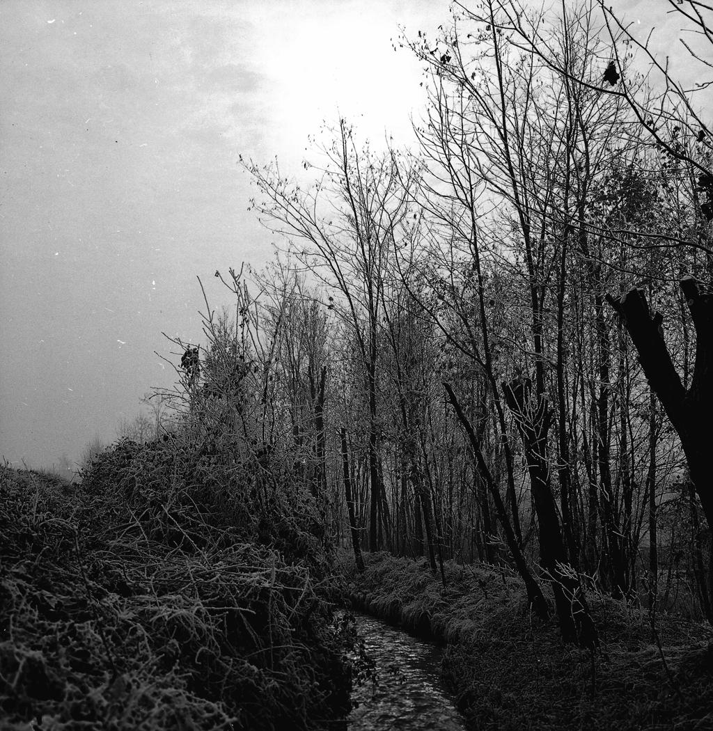 Roggia – Alberi · Historify