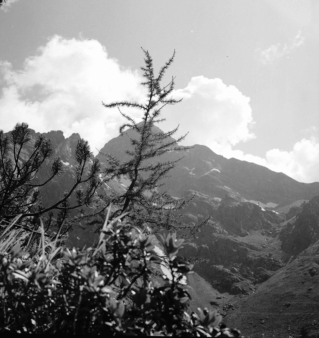 Flora alpina · Historify