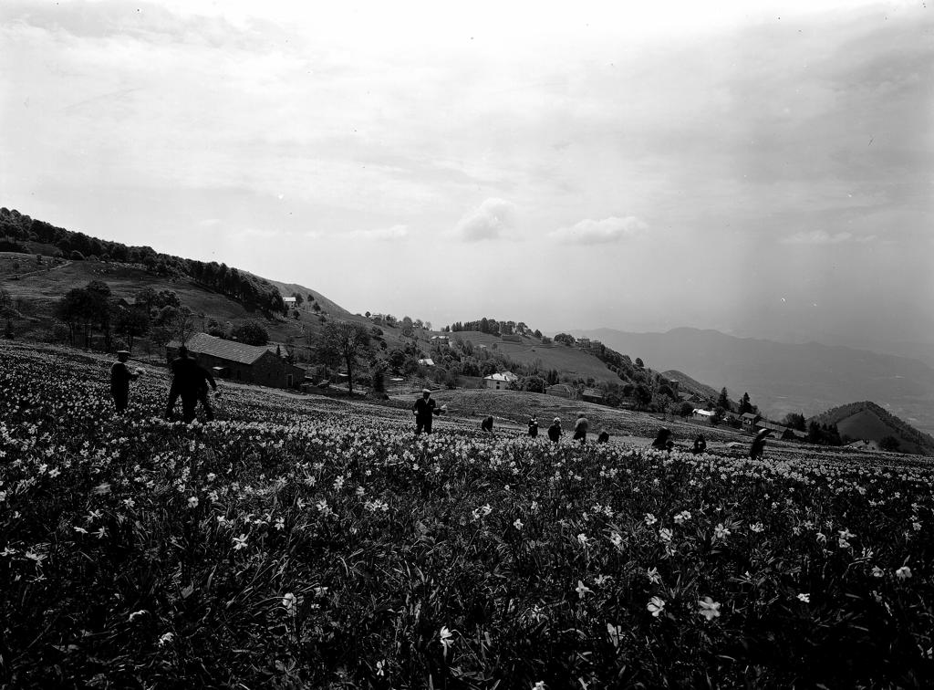 La raccolta dei narcisi a Valcava · Historify