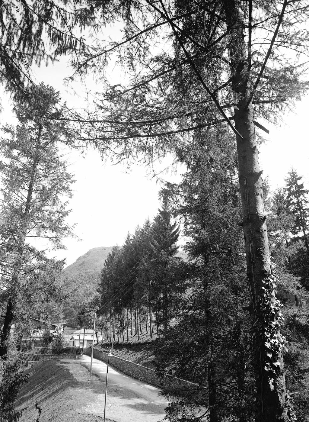 Pineta · Historify