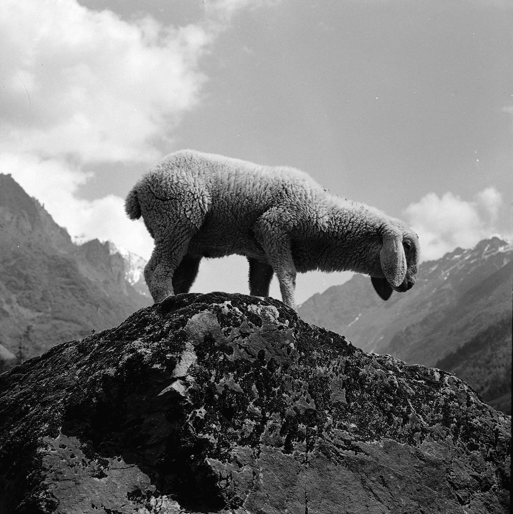 Pecora – Montagne Sullo Sfondo · Historify