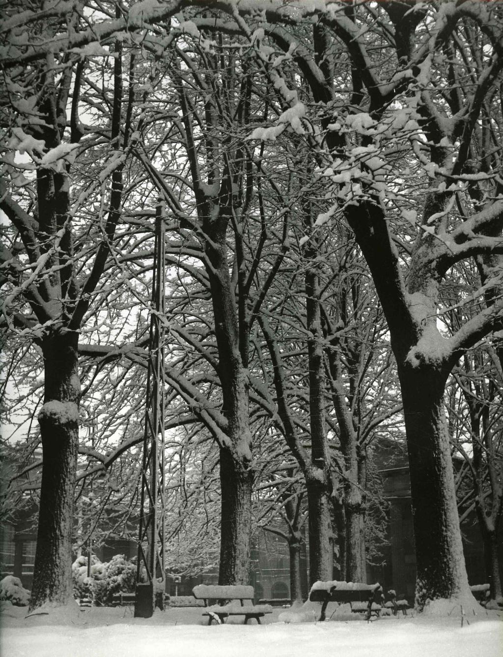 Alberi innevati · Historify