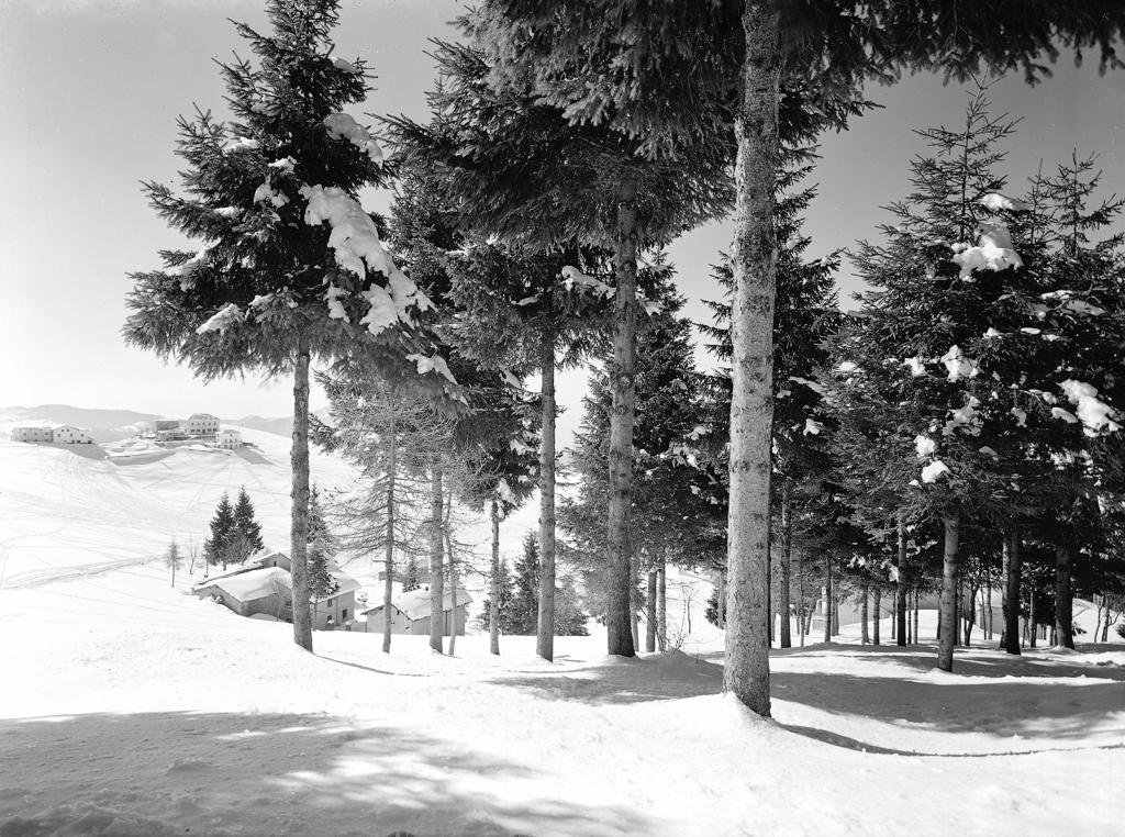 Bosco innevato · Historify