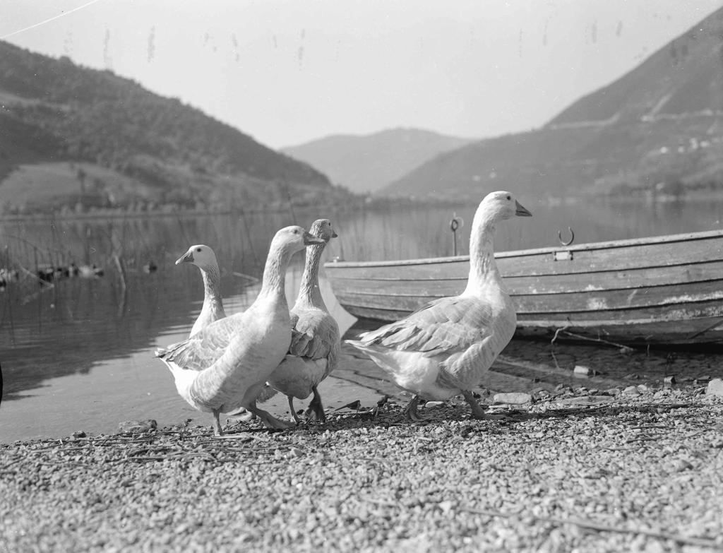 Oche In Riva Al Lago · Historify