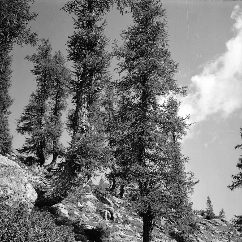 Alberi · Historify