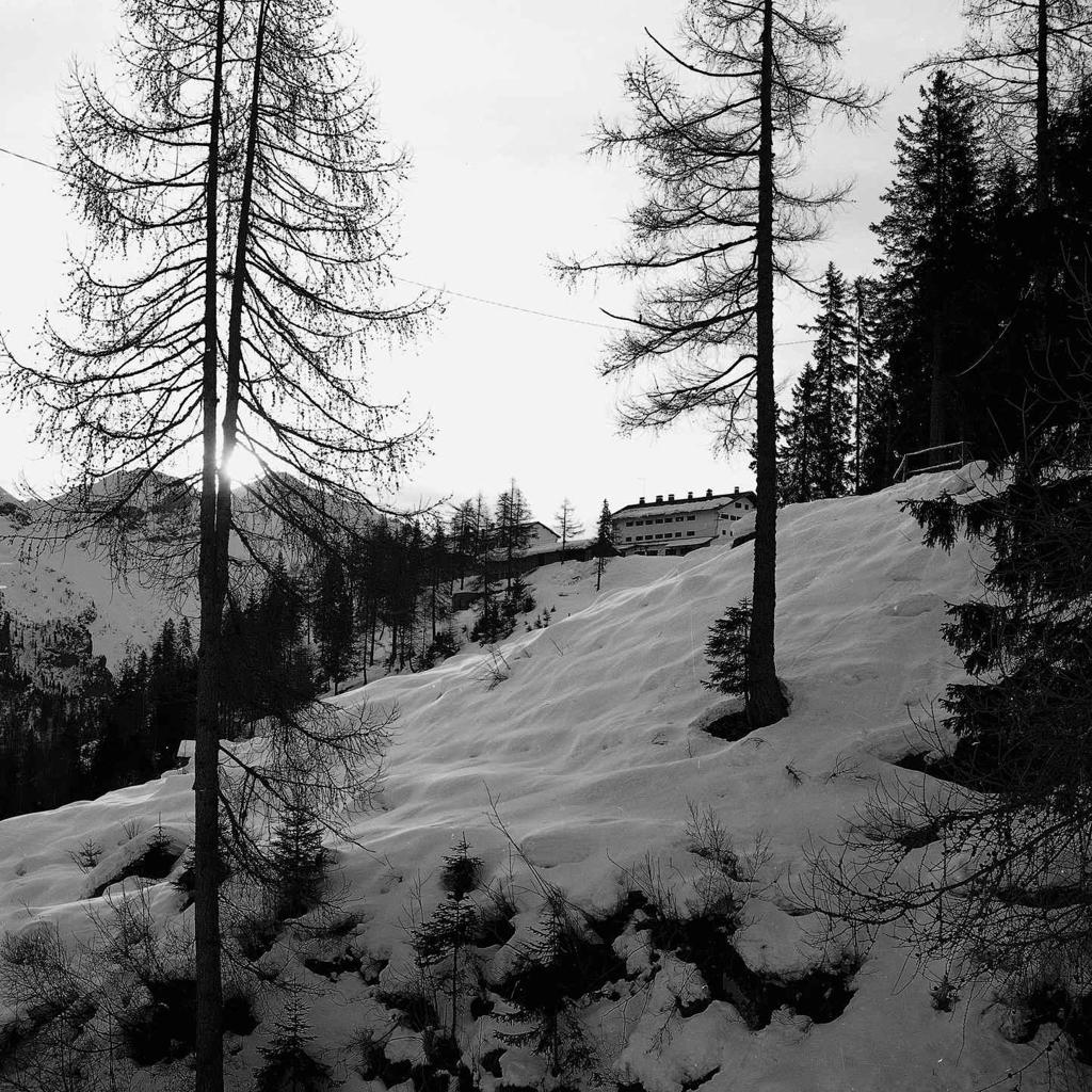 Pineta · Historify