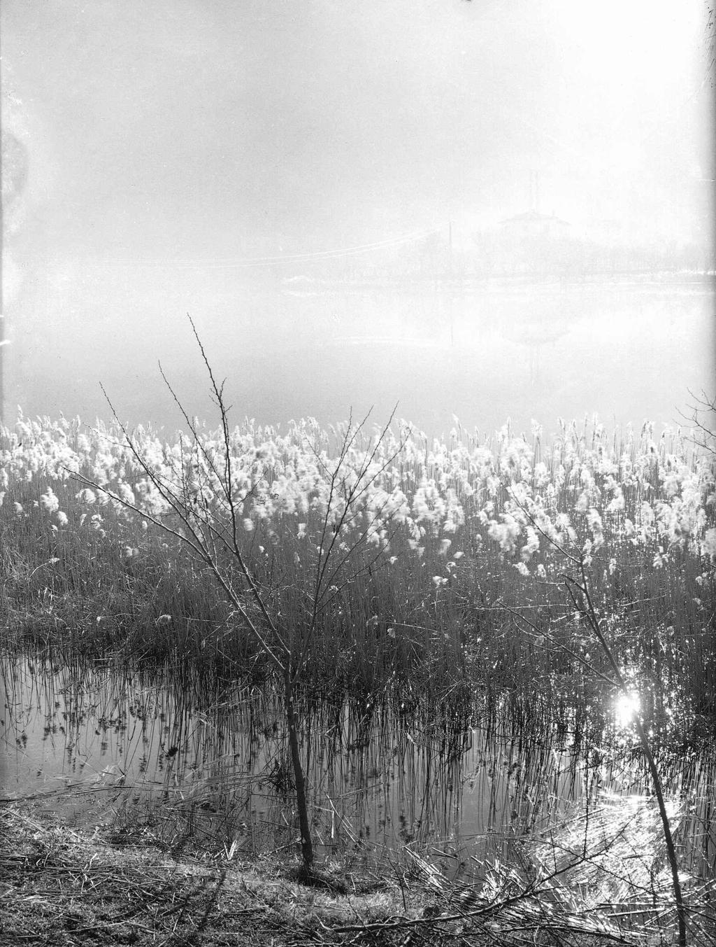 Ginerio riflesso nel lago · Historify