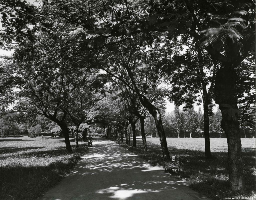 Alberi Di Parco Suardi · Historify