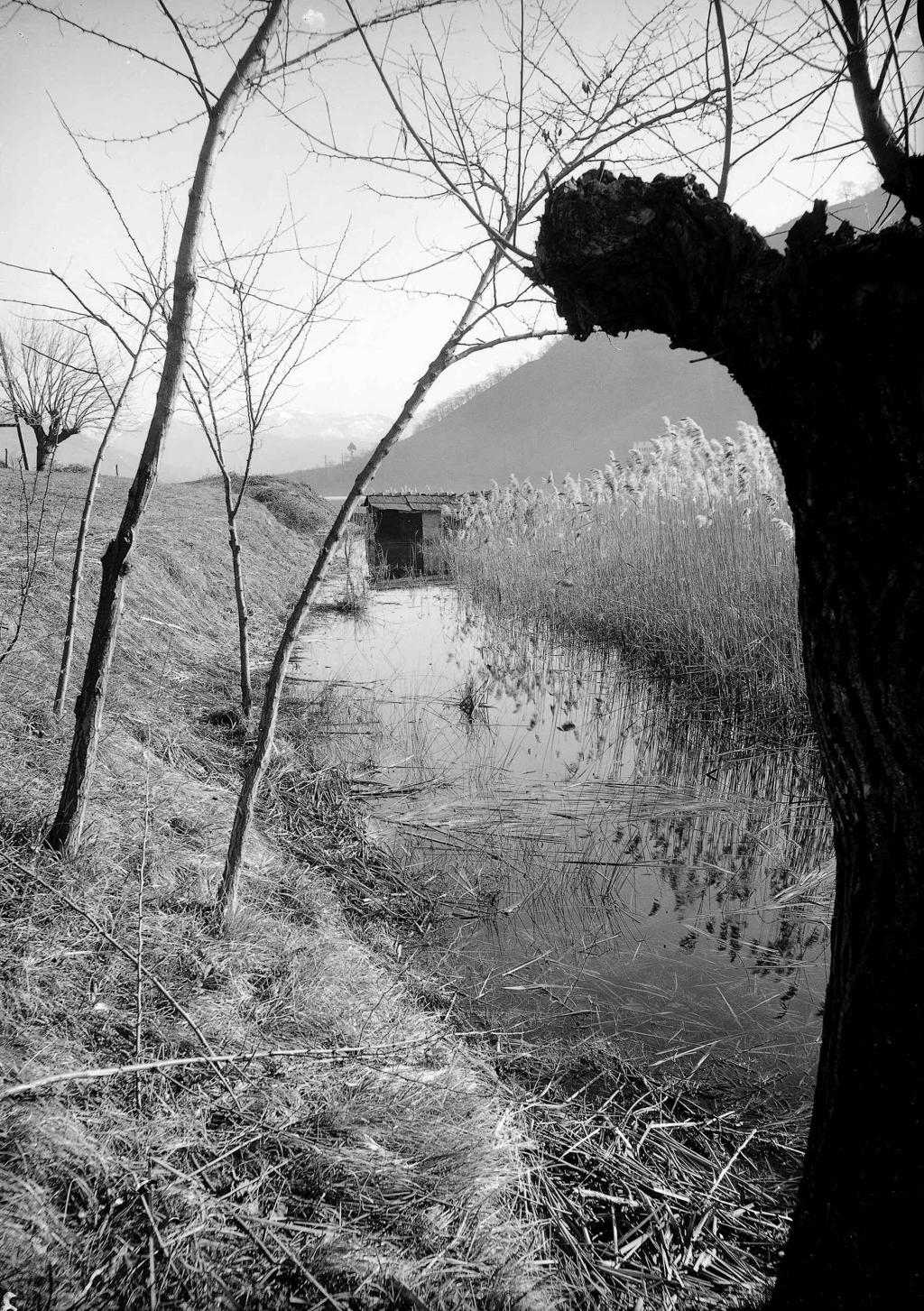 Ginerio e vegetazione lacustre · Historify