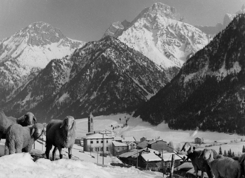 Pecore Sulla Neve · Historify