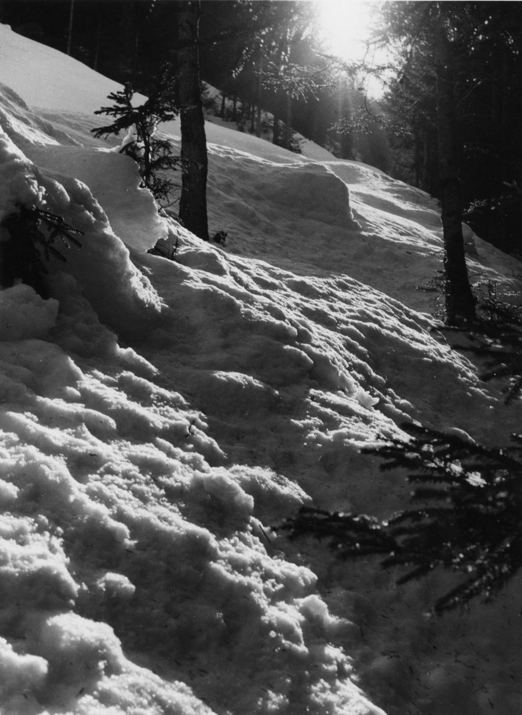 Neve In Pineta · Historify