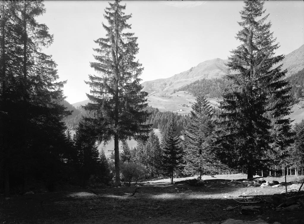 Pineta · Historify