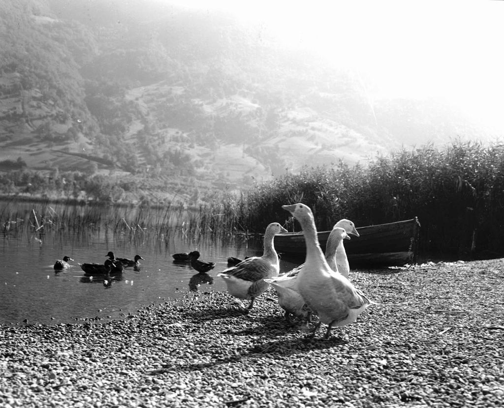 Fauna in riva al lago · Historify