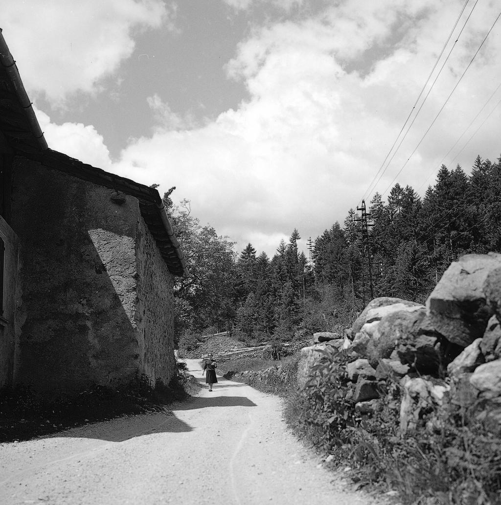 Pineta, Rocce · Historify