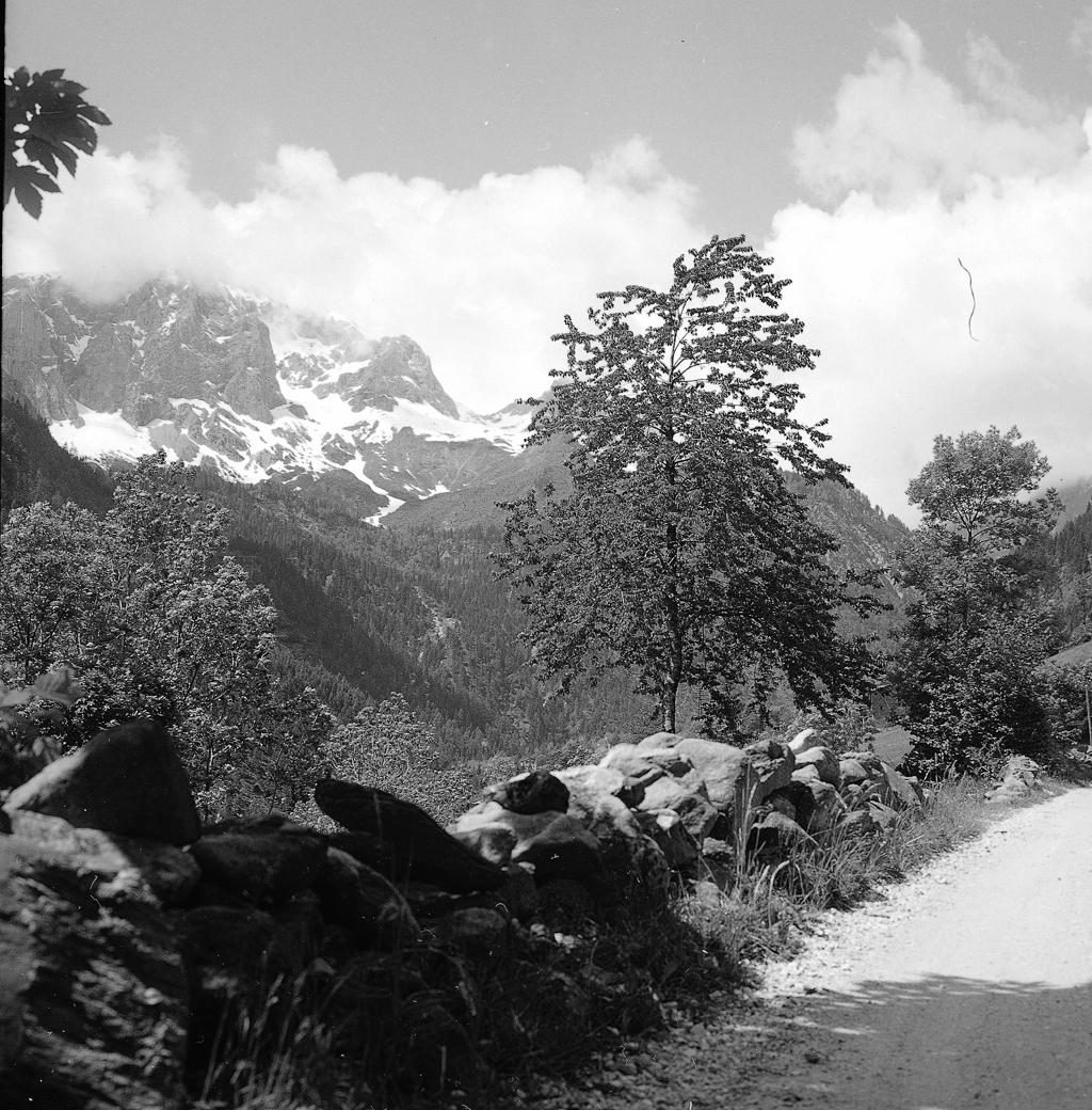 Sentiero, Alberi, Rocce · Historify