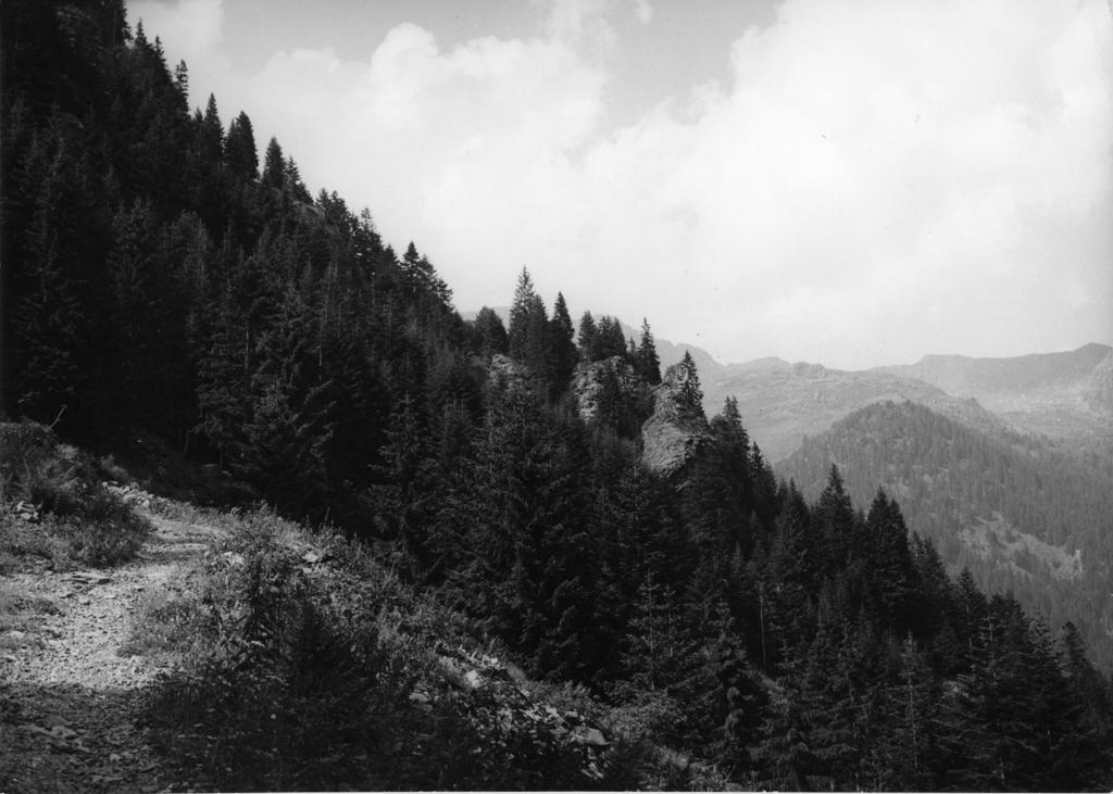 Pineta, Mezzoldo · Historify