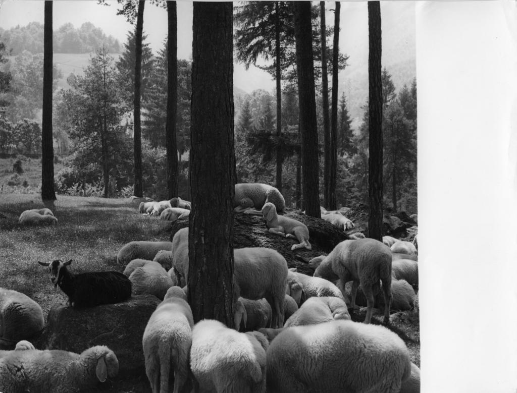 Pecore A Riposo In Pineta · Historify