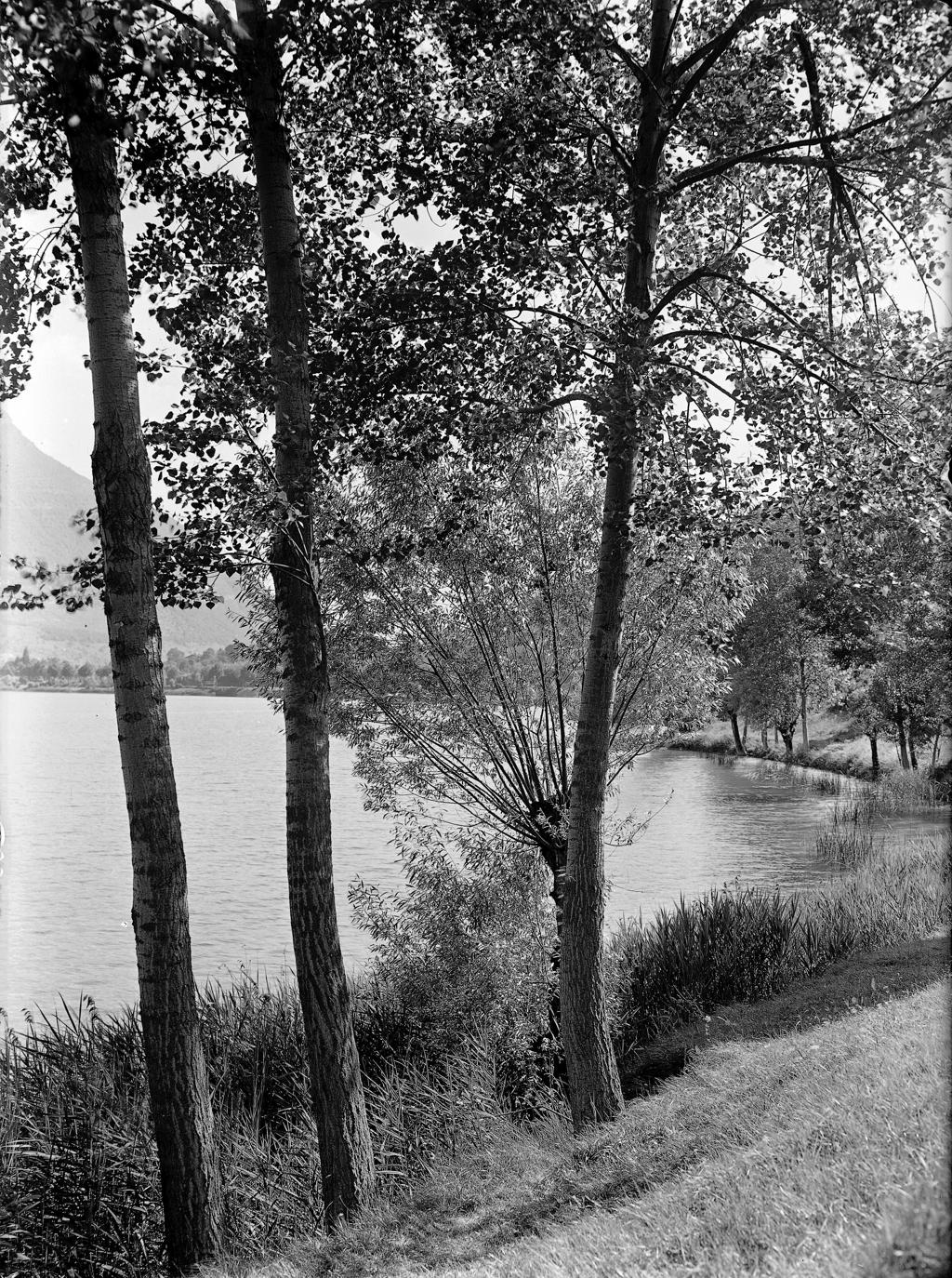 Alberi In Riva Al Lago · Historify