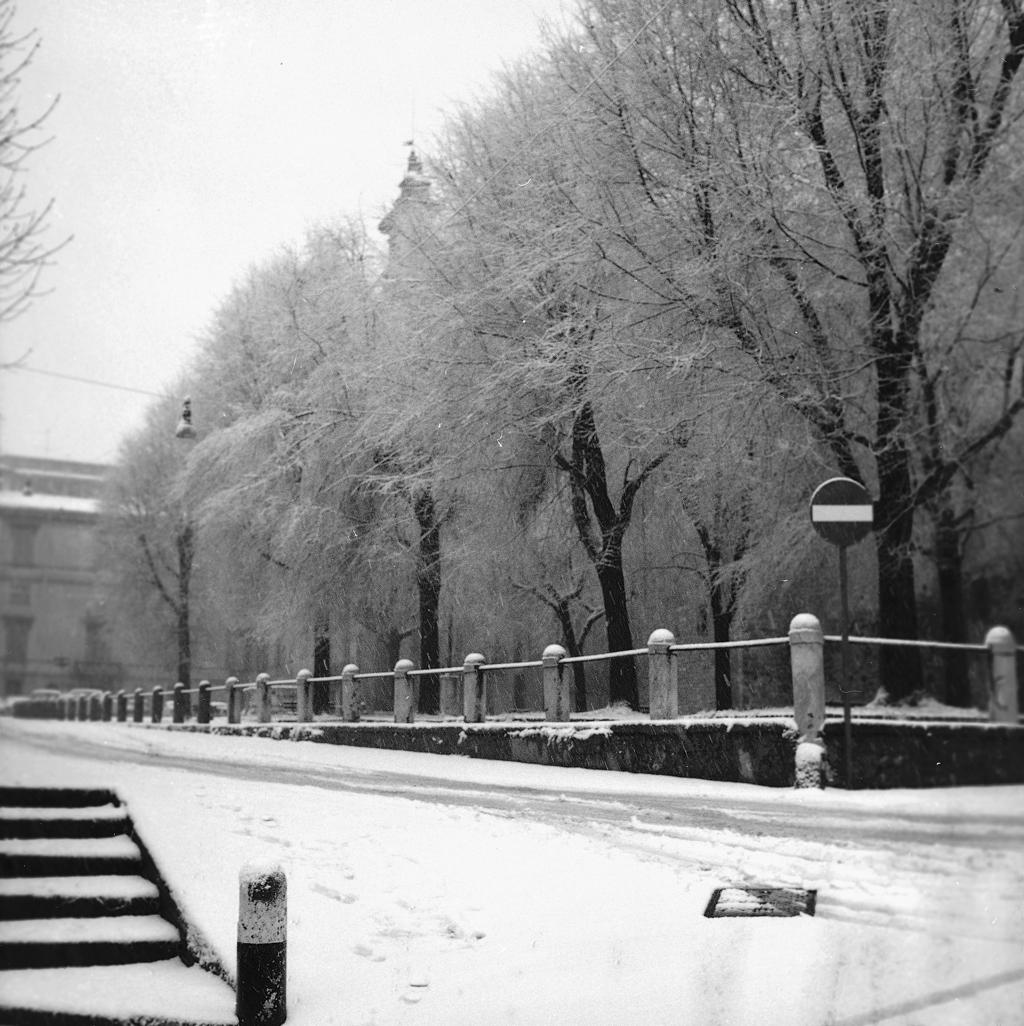 Viale innevato · Historify