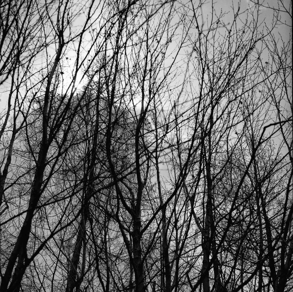 Alberi spogli · Historify