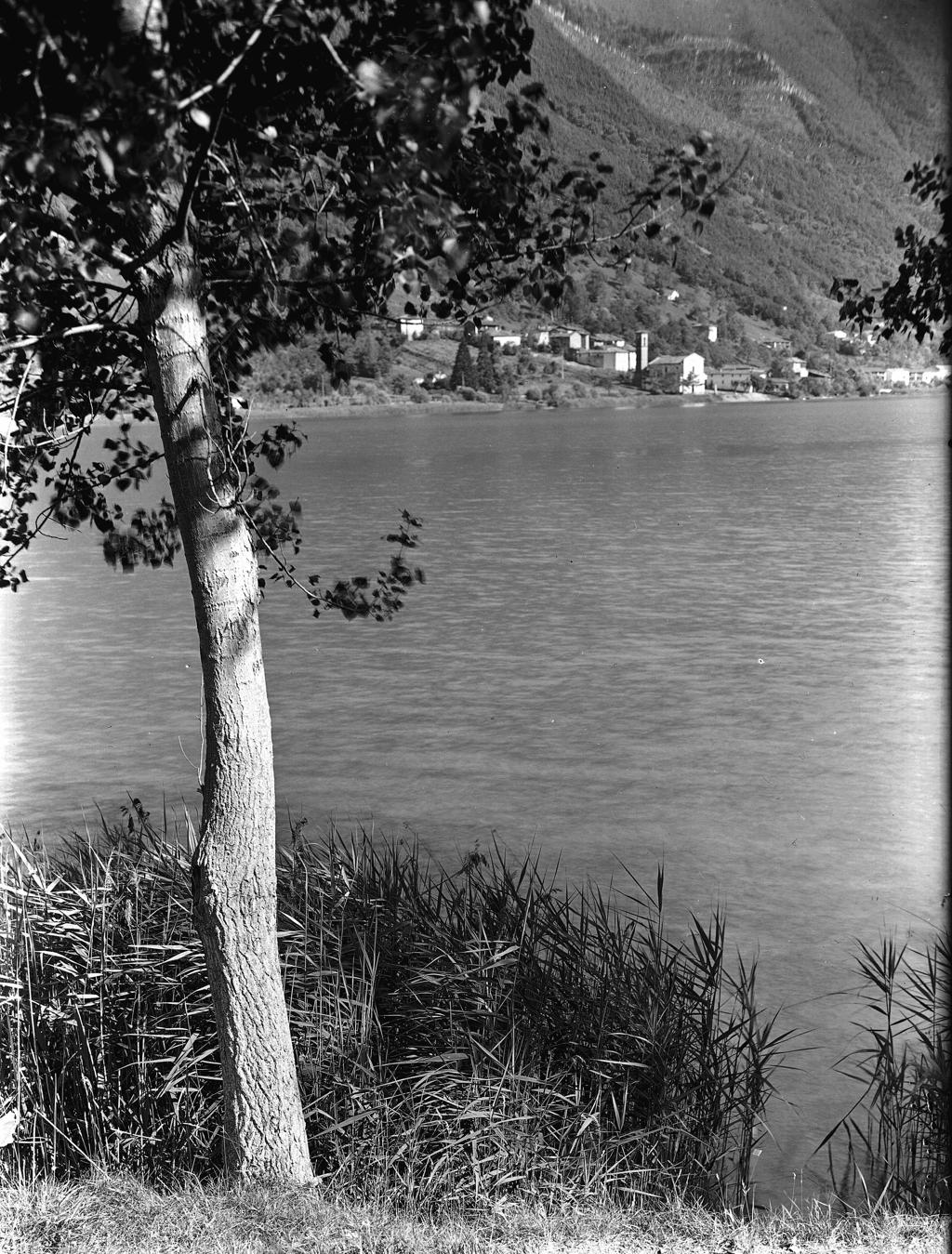 Alberi In Riva Al Lago · Historify