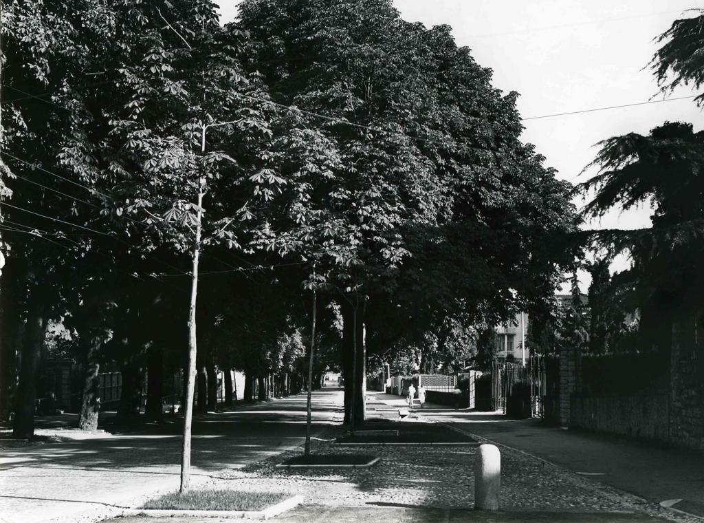 Viale alberato · Historify