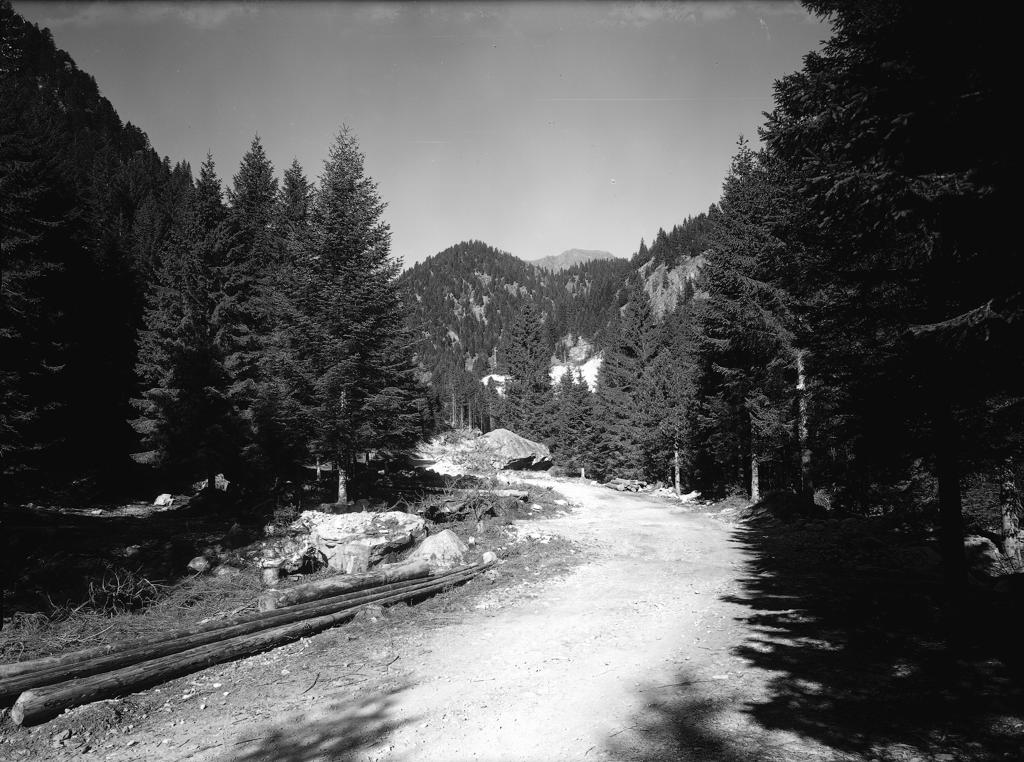 Pineta · Historify