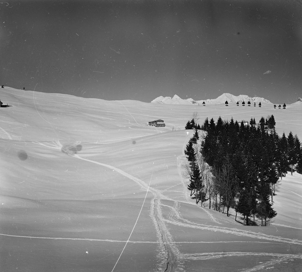 Pineta, Neve · Historify