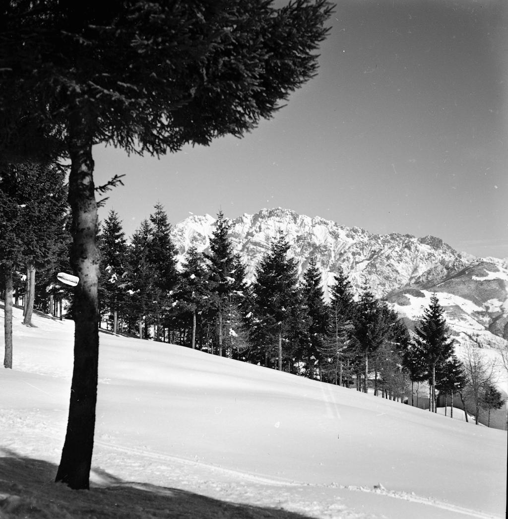 Pineta · Historify
