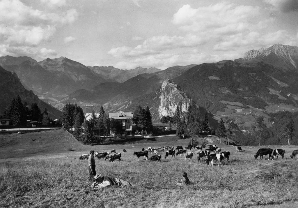 Mucche Al Pascolo Al Passo Della Presolana · Historify