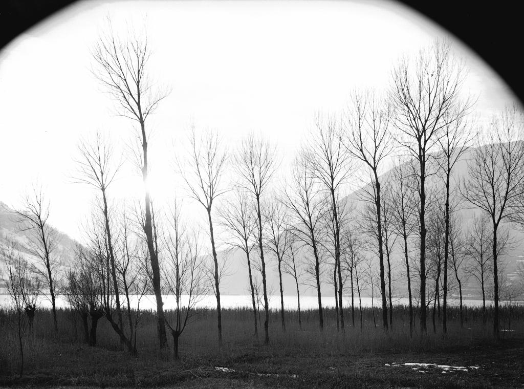 Alberi · Historify