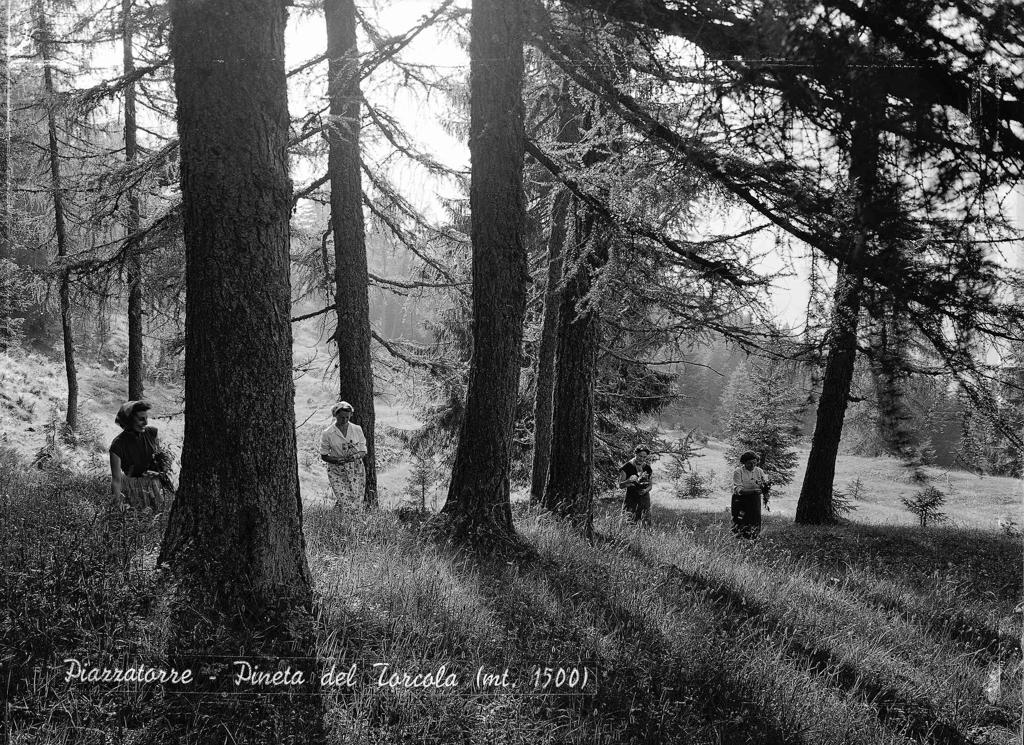 Pineta Del Torcola · Historify