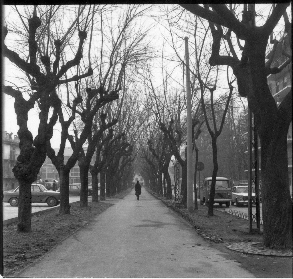 Passeggiata nel viale alberato, Via Battisti · Historify