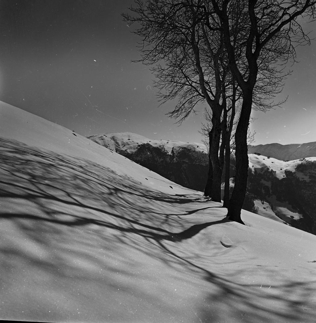 Alberi, Neve · Historify
