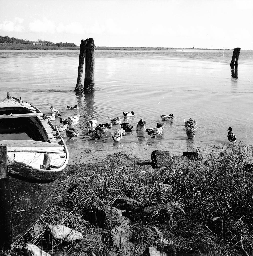 Riva Lago, Anatroccoli · Historify