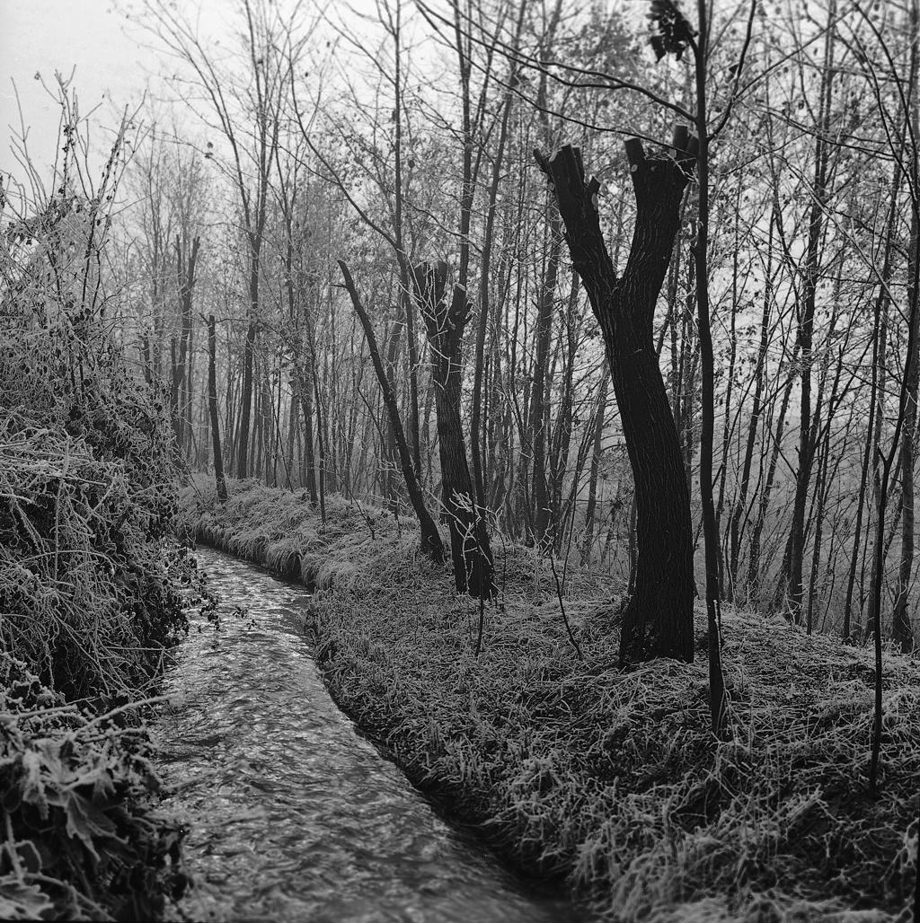 Roggia – Alberi · Historify