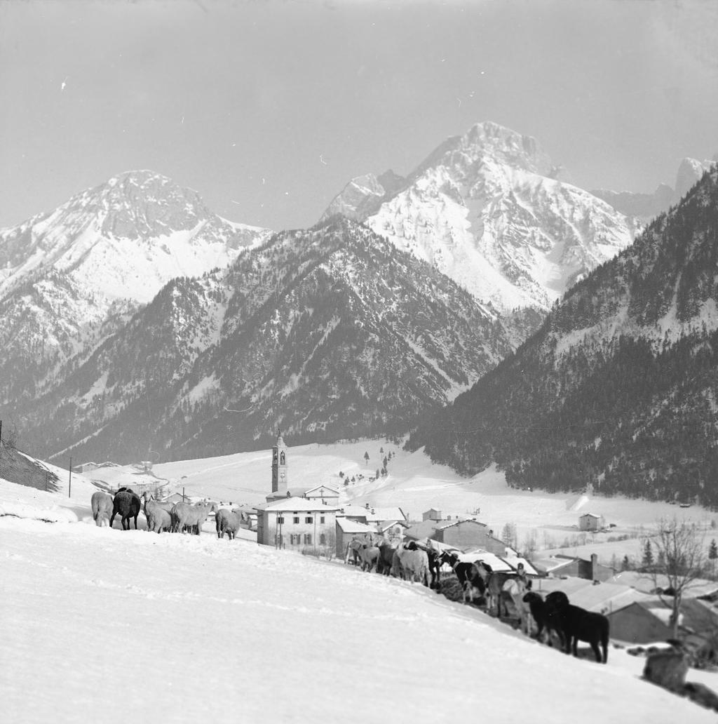 Al pascolo nella neve · Historify