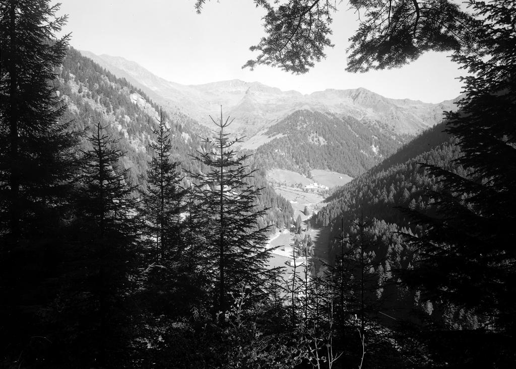 Pineta · Historify