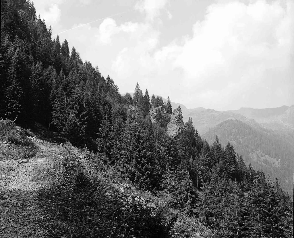 Pineta · Historify