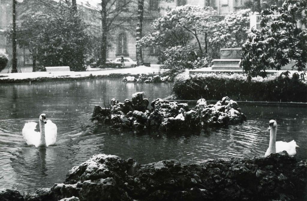 Cigni In Piazza Cavour · Historify