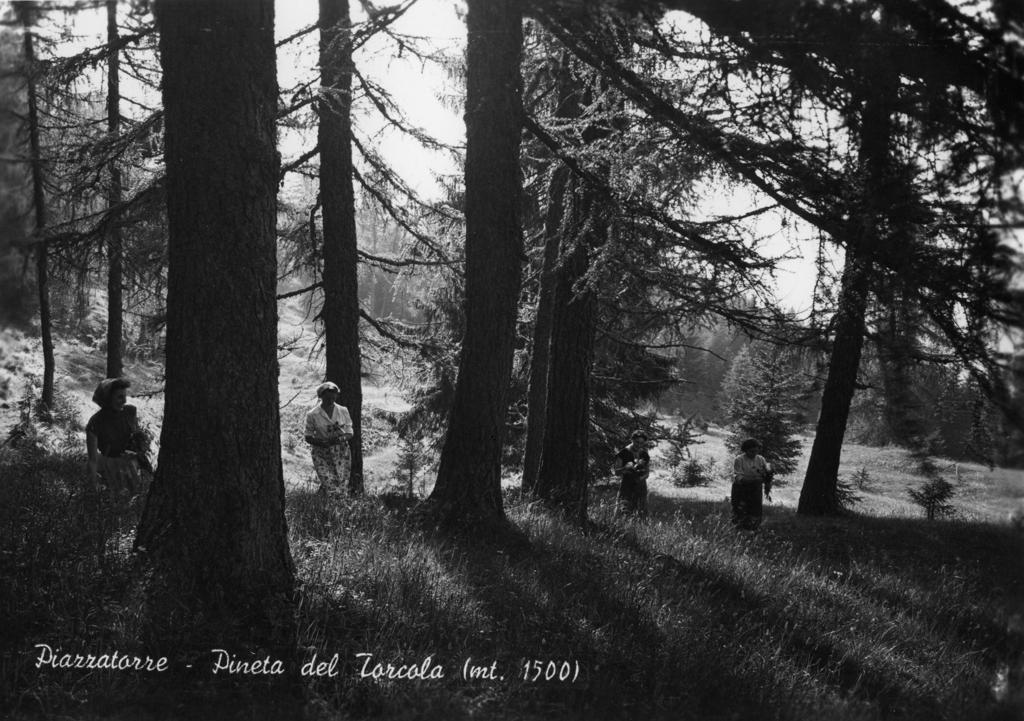 Pineta Della Torcola · Historify