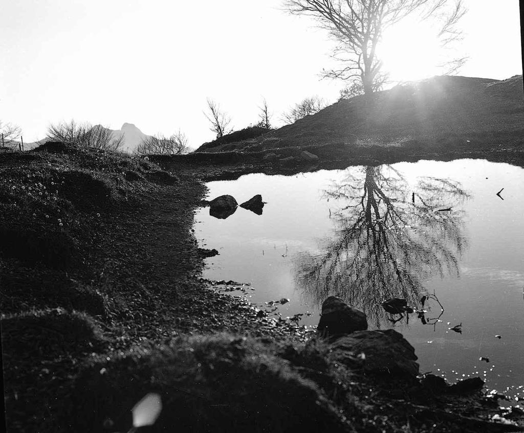 Laghetto Con Albero Riflesso · Historify