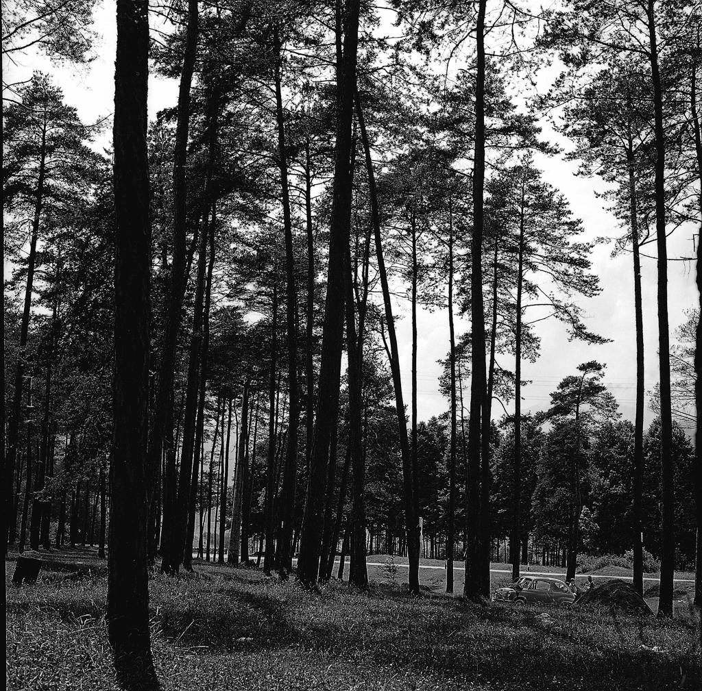 Pineta · Historify