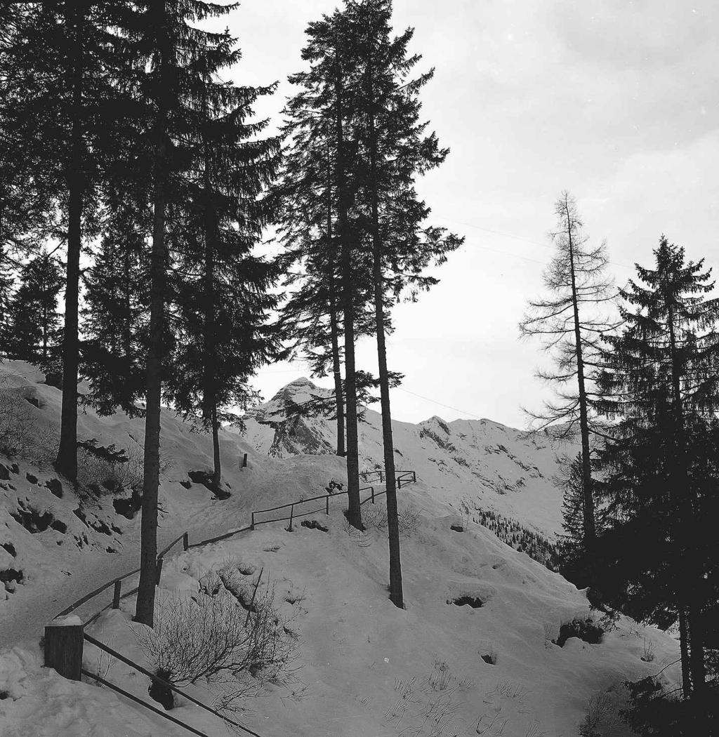 Sentiero innevato · Historify