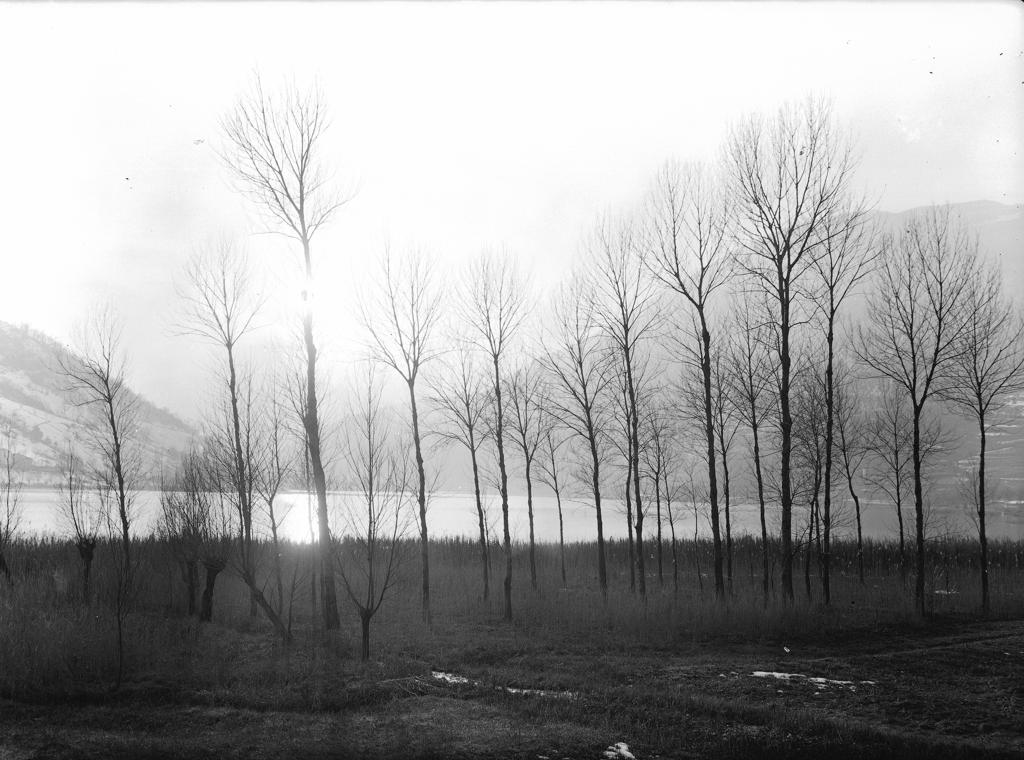 Alberi · Historify